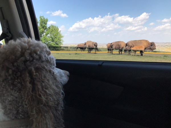 Sadie stalking Buffalo