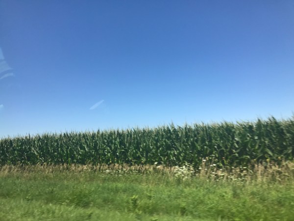 Ohio corn fields