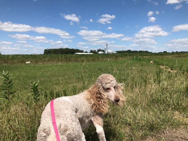 Sadie on walk in Indiana