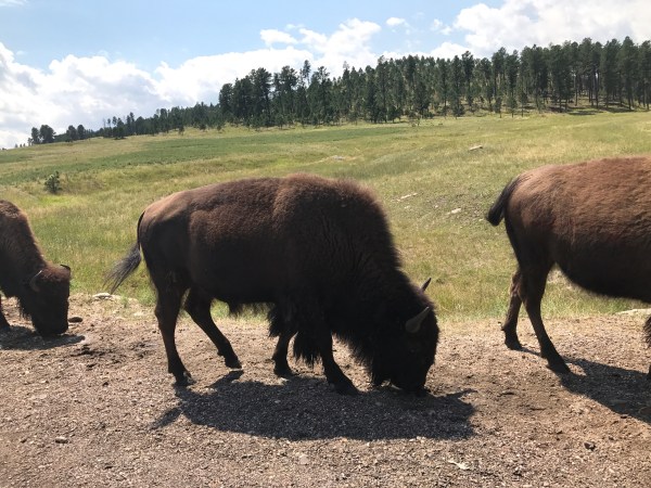 Custer State Park