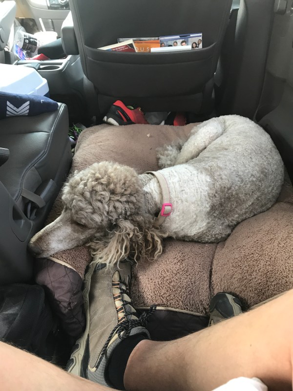 Sadie Road Tripping